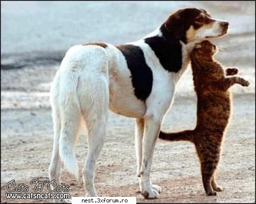 hai sa ne distram - Forever Friends - FuN